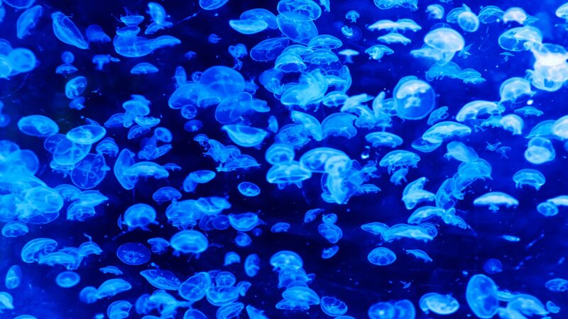 Jellyfish in Water — Blue, Serene, Photograph, Aquarium, Lighting