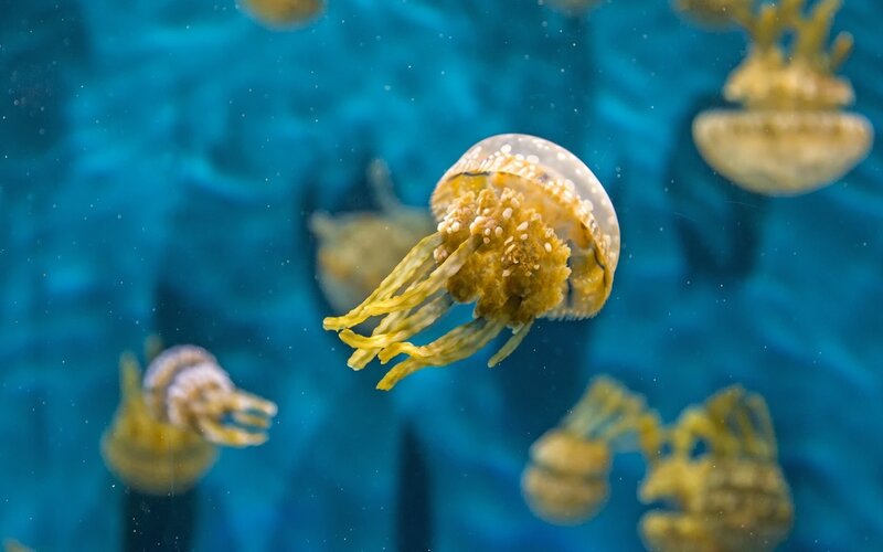 Jellyfish in Water — Blue, Serene, Photograph, Aquarium, Tentacles