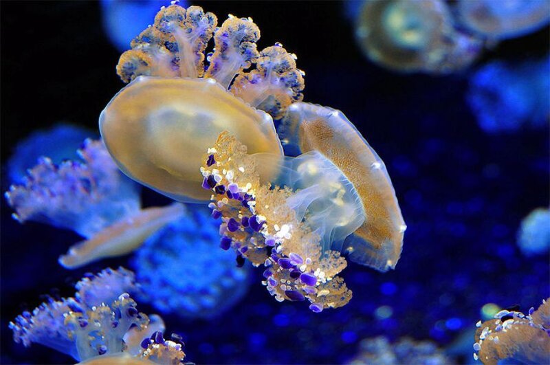 Jellyfish in Water — Blue, Serene, Photograph, Aquarium