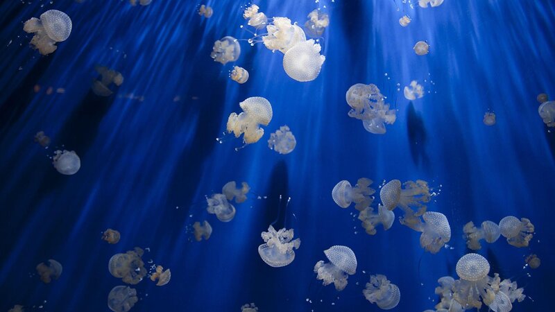 Jellyfish in Water — Blue, Serene, Photograph, Light Rays