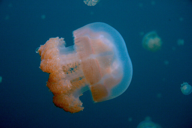 Jellyfish in Water — Blue, Serene, Photograph, Ocean, Bubbles, Orange