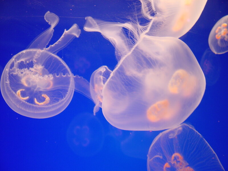 Jellyfish in Water — Blue, Serene, Photograph, Ocean, Light, Aquarium