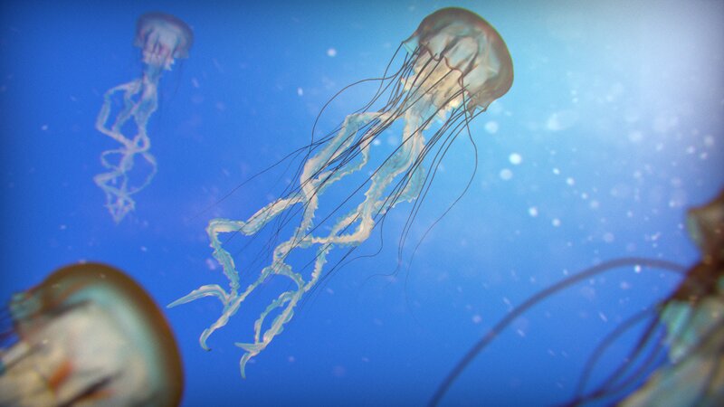 Jellyfish in Water — Blue, Serene, Photograph, Ocean, Light Rays