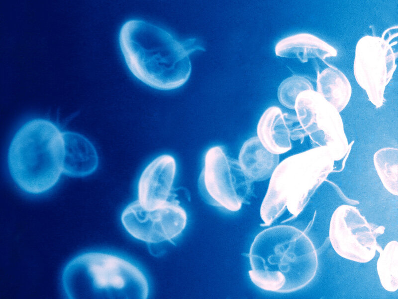 Jellyfish in Water — Blue, Serene, Photograph, Ocean, Light, White