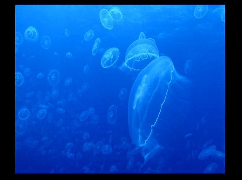 Jellyfish in Water — Blue, Serene, Photograph, Ocean, Lighting