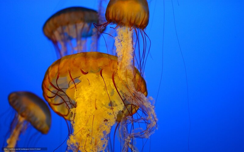 Jellyfish in Water — Blue, Serene, Photograph, Ocean, Tentacles