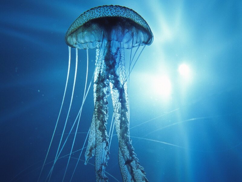Jellyfish in Water — Blue, Serene, Photograph, Sunlight, Ocean, White