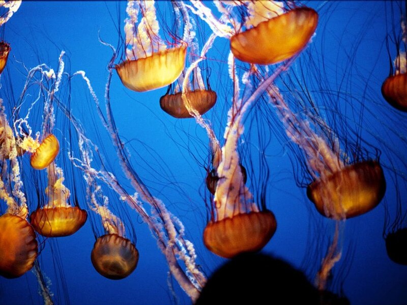 Jellyfish in Water — Blue, Serene, Photograph, Tentacles, Aquarium