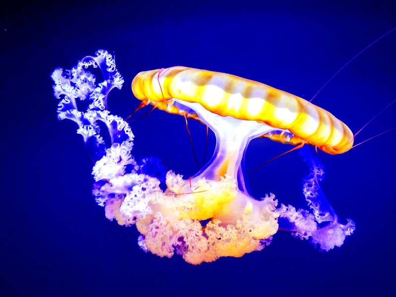 Jellyfish in Water — Blue, Serene, Photograph, Tentacles, Bioluminescence