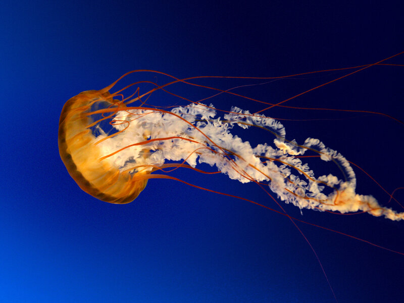 Jellyfish in Water — Blue, Serene, Photograph, Tentacles, Ocean, Blue Background