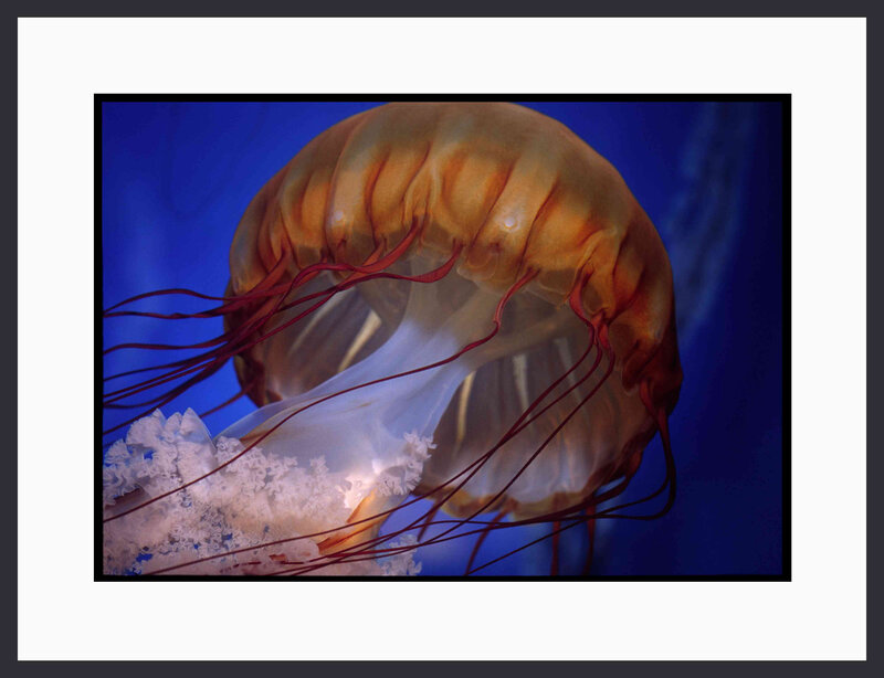 Jellyfish in Water — Blue, Serene, Photograph, Tentacles, Ocean, Light, Orange, White