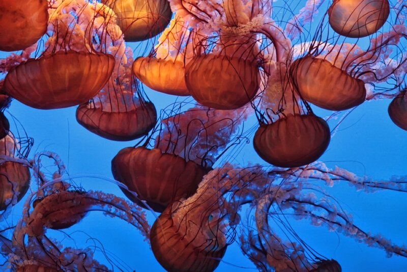 Jellyfish in Water — Blue, Serene, Photograph, Tentacles, Ocean, Light