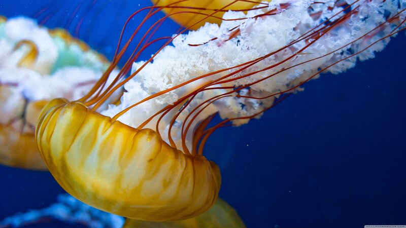 Jellyfish in Water — Blue, Serene, Photograph, Tentacles, Ocean