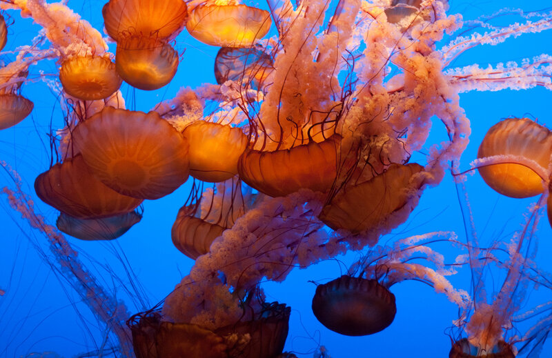 Jellyfish in Water — Blue, Serene, Photograph