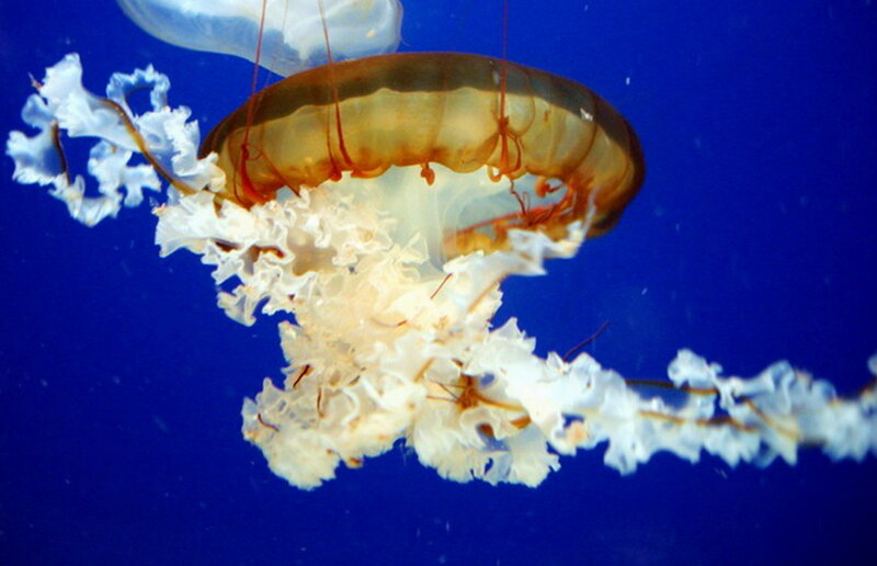Jellyfish in Water — Blue, Serene