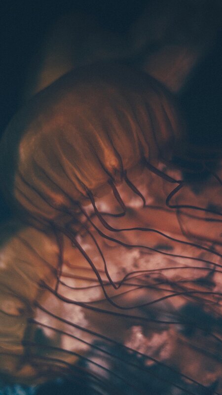 Jellyfish in Water — Brown