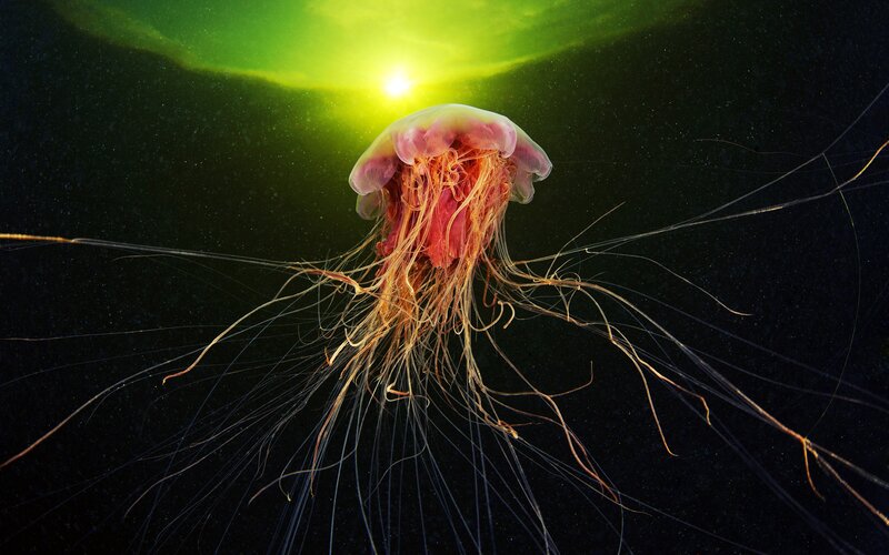 Jellyfish in Water — Green, Dramatic
