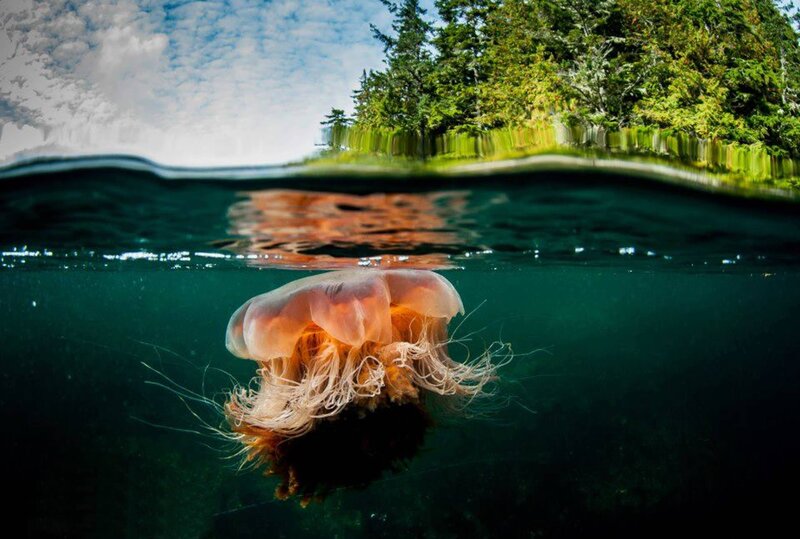Jellyfish in Water — Green