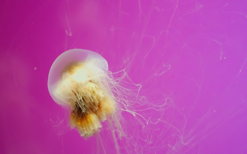Jellyfish in Water — Magenta