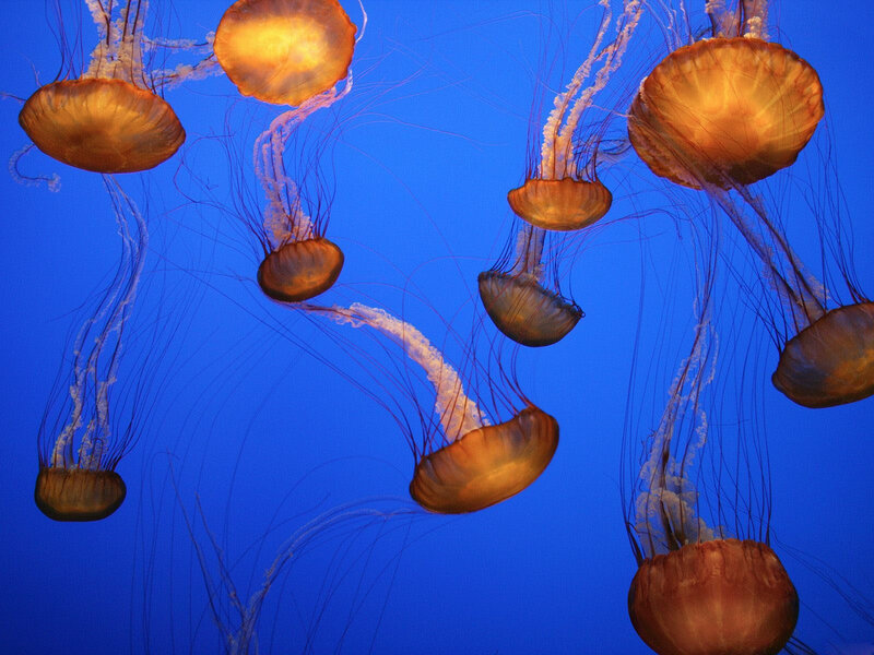 Jellyfish in Water — Ocean