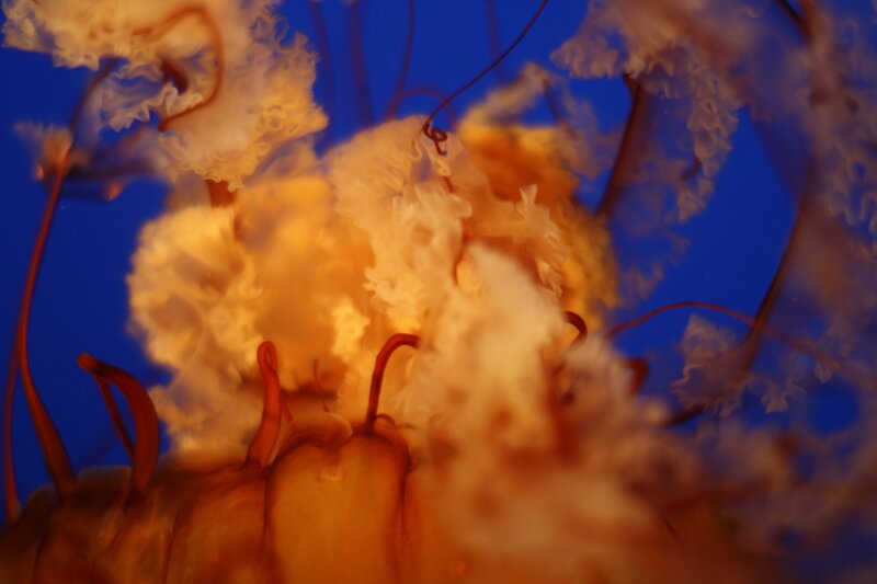 Jellyfish in Water — Orange