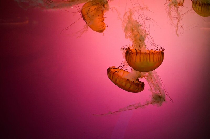 Jellyfish in Water — Pink