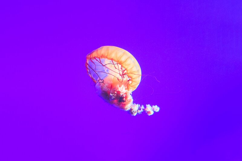 Jellyfish in Water — Purple, Serene, Photograph, Tentacles