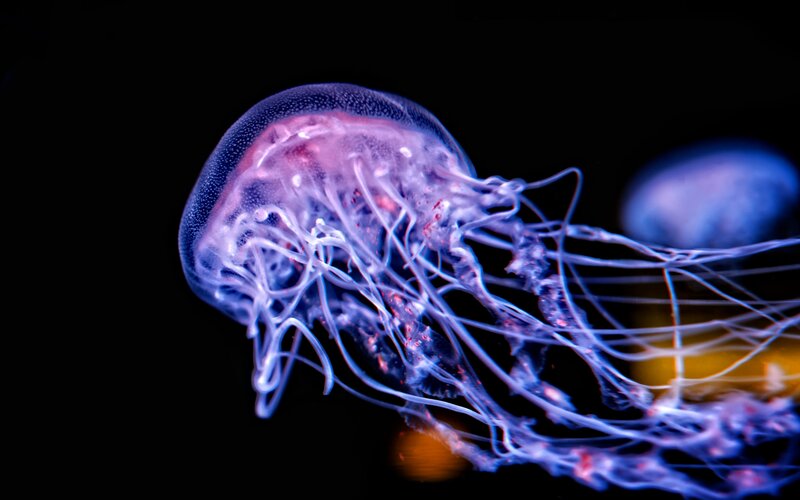 Jellyfish in Water — Purple, Serene