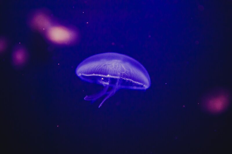 Jellyfish in Water — Purple