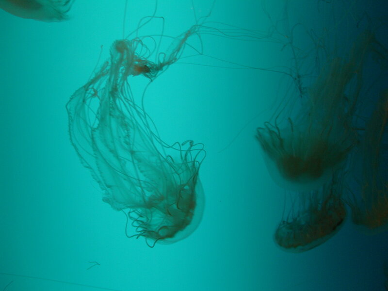 Jellyfish in Water — Teal