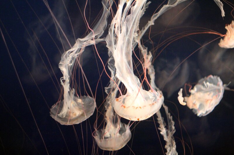 Jellyfish in Water — White, Serene
