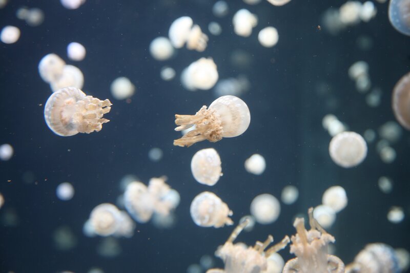 Jellyfish in Water — White