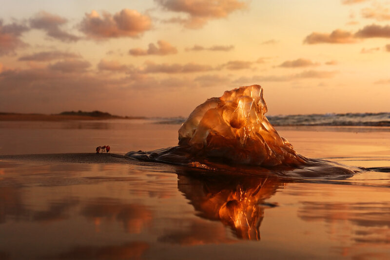 jellyfish on beach at sunset