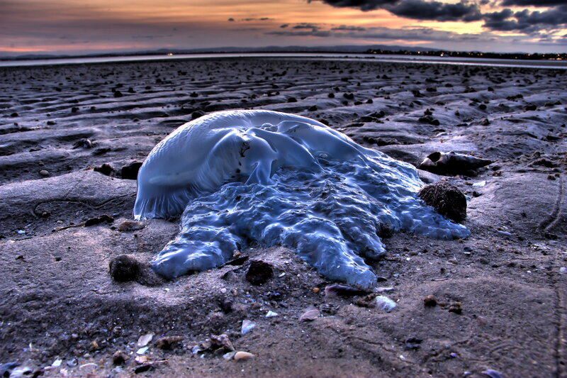 Jellyfish on Beach — Blue