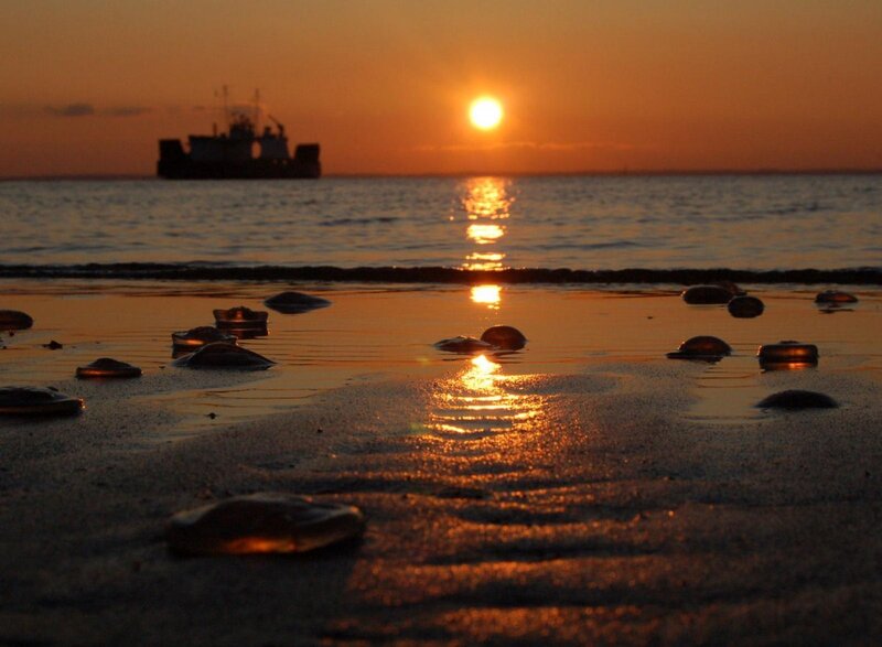 Jellyfish on Beach