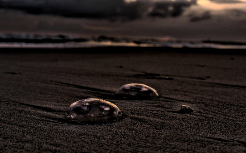 jellyfish on dark beach