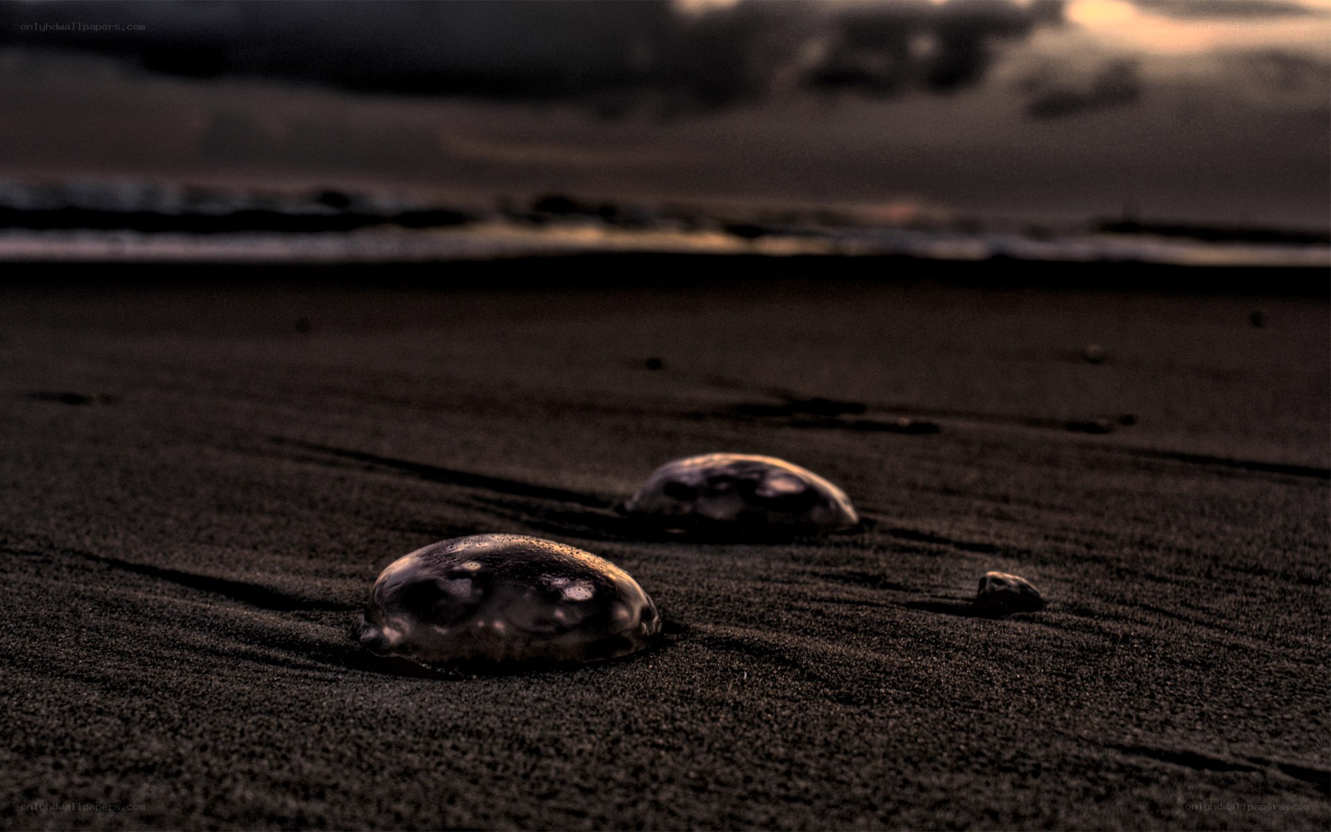 jellyfish on dark beach
