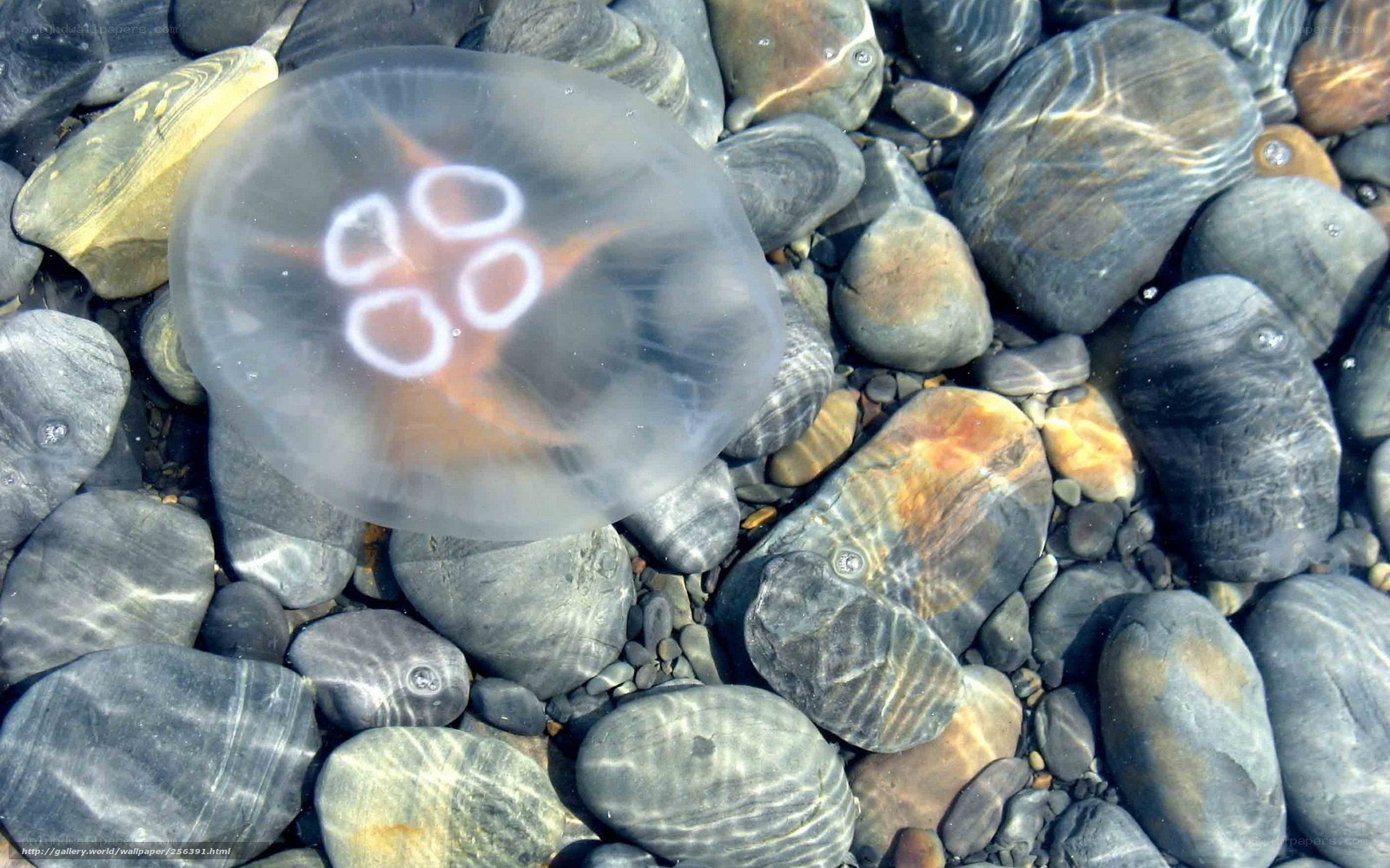 Jellyfish on pebbled seafloor