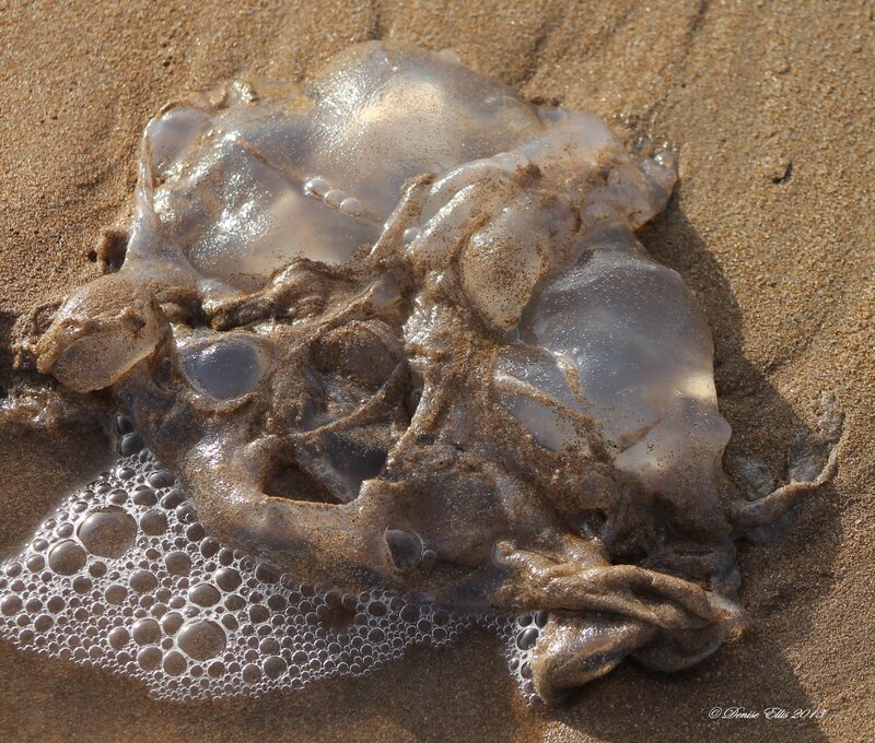 Jellyfish on Sand — Brown