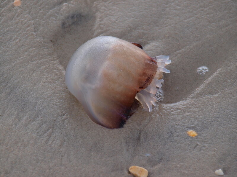Jellyfish on Sand