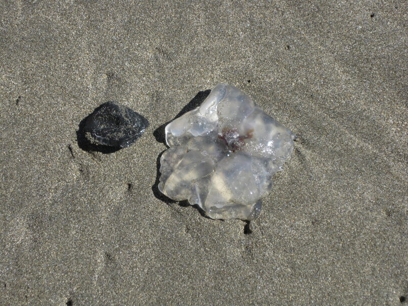 jellyfish on sandy beach