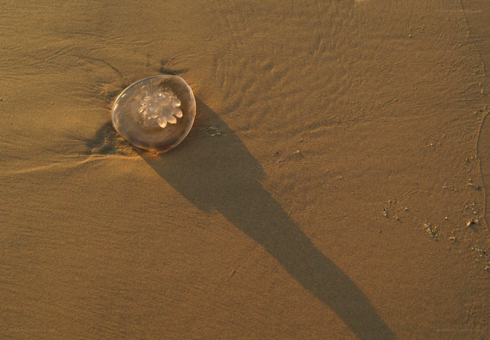jellyfish on sandy beach
