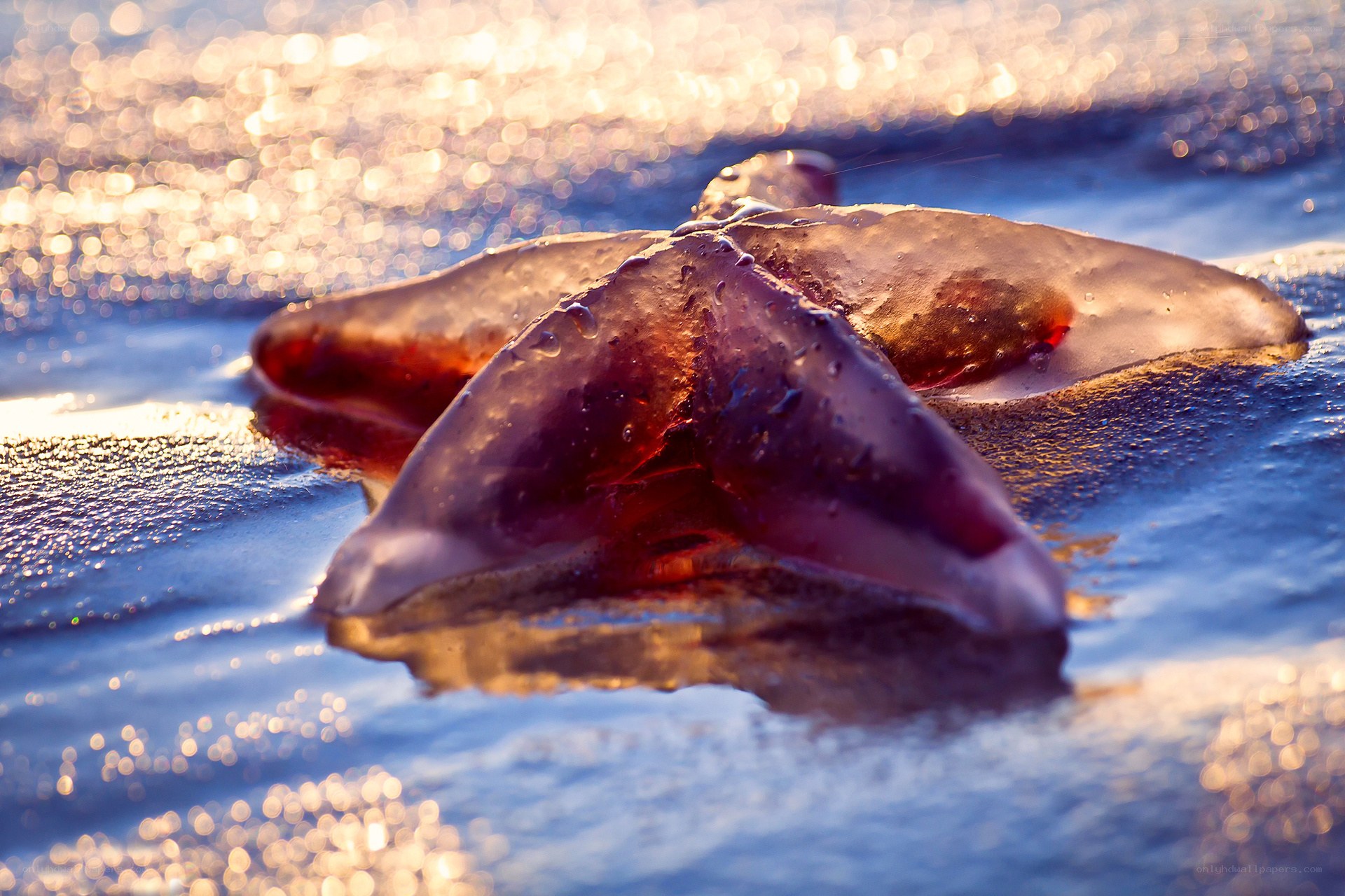 jellyfish on the beach