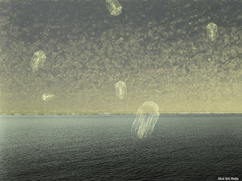 Jellyfish over the sea
