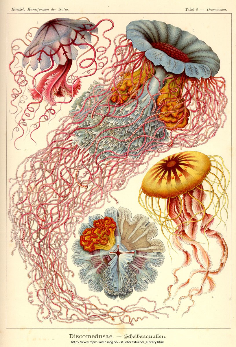 Jellyfish species illustration