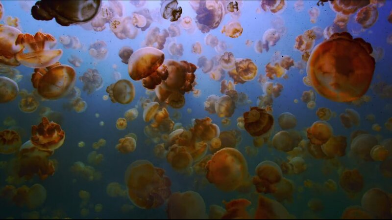 Jellyfish Swarm