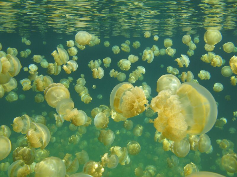 jellyfish swarm underwater