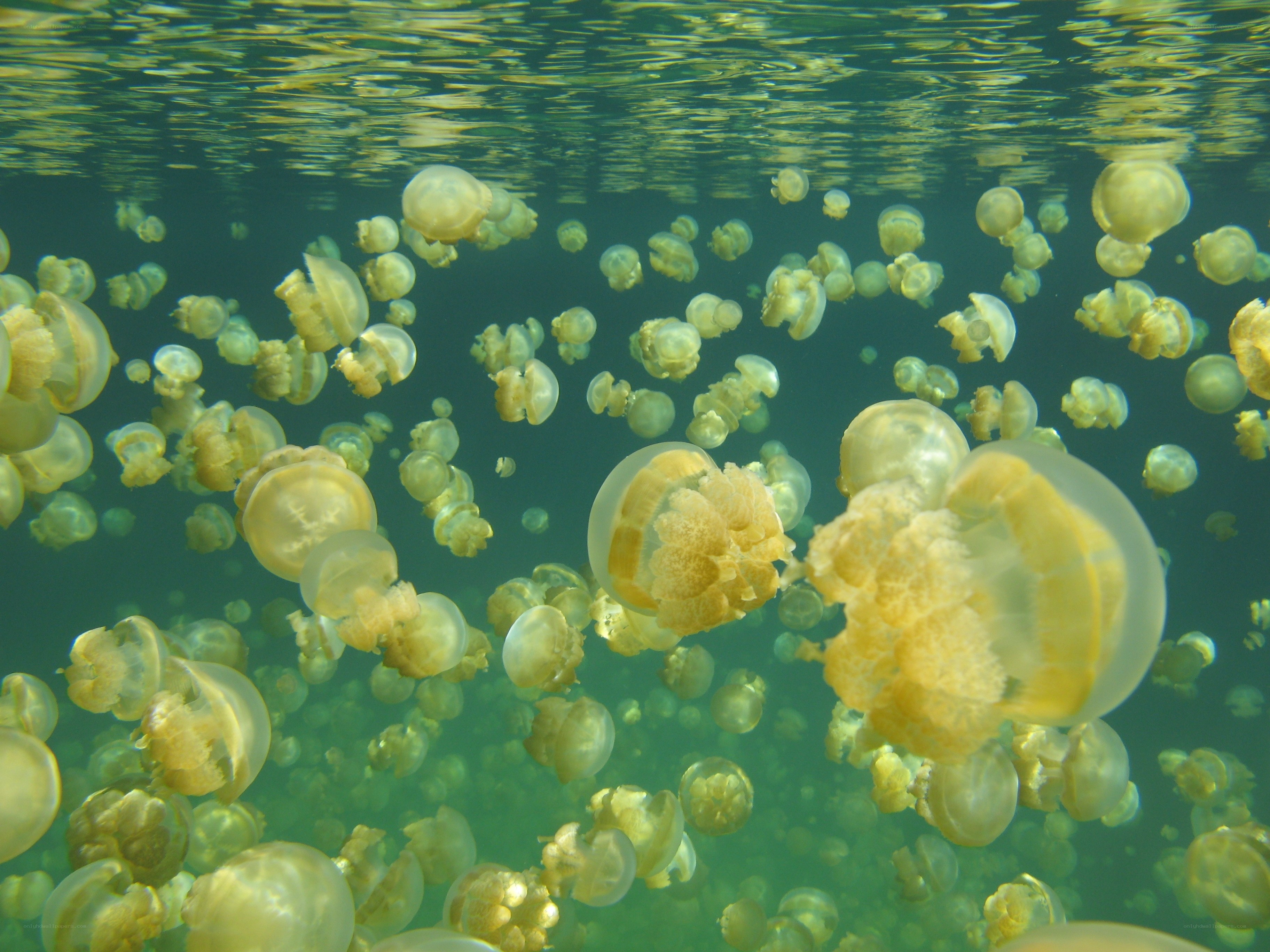jellyfish swarm underwater