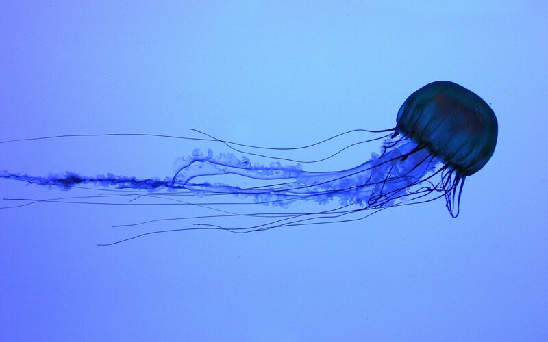 Jellyfish swimming in blue water