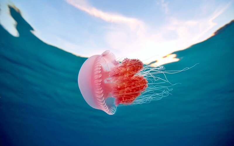 Jellyfish swimming underwater